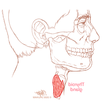 sagittal thyroid illustration